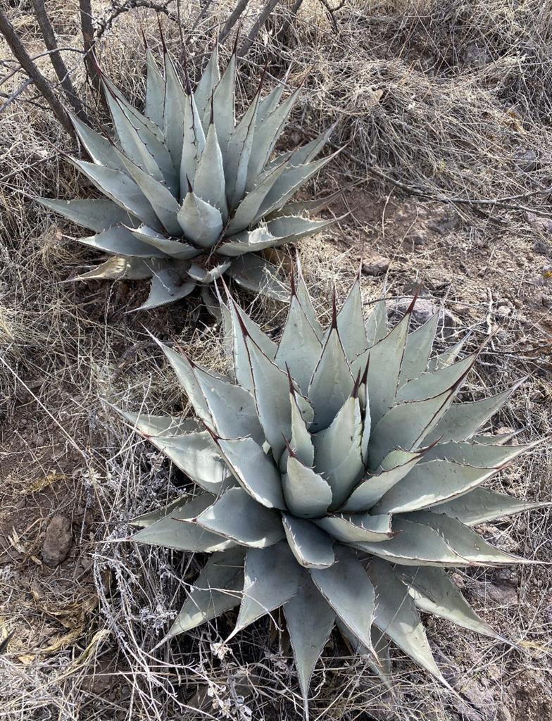Agave Parryi Neomexicana winterharde Agave, Ophalen of Verzenden, Bloeit niet, Overige soorten, Volle zon