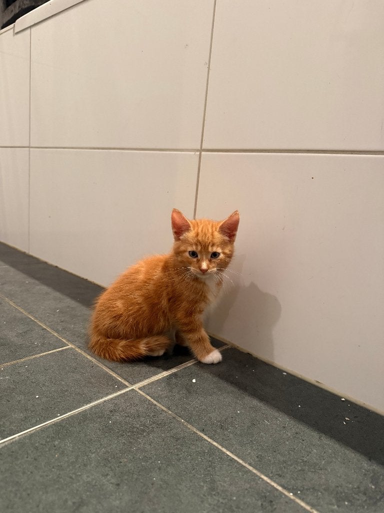2 lieve speelse rode kittens poesjes 8wk mogen gelijk mee, Dieren en Toebehoren, Poes, Kortharig