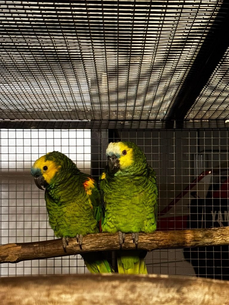 1-1 Koppel geelvoorhoofd amazones, Dieren en Toebehoren, Vogels | Parkieten en Papegaaien, Meerdere dieren, Papegaai, Pratend