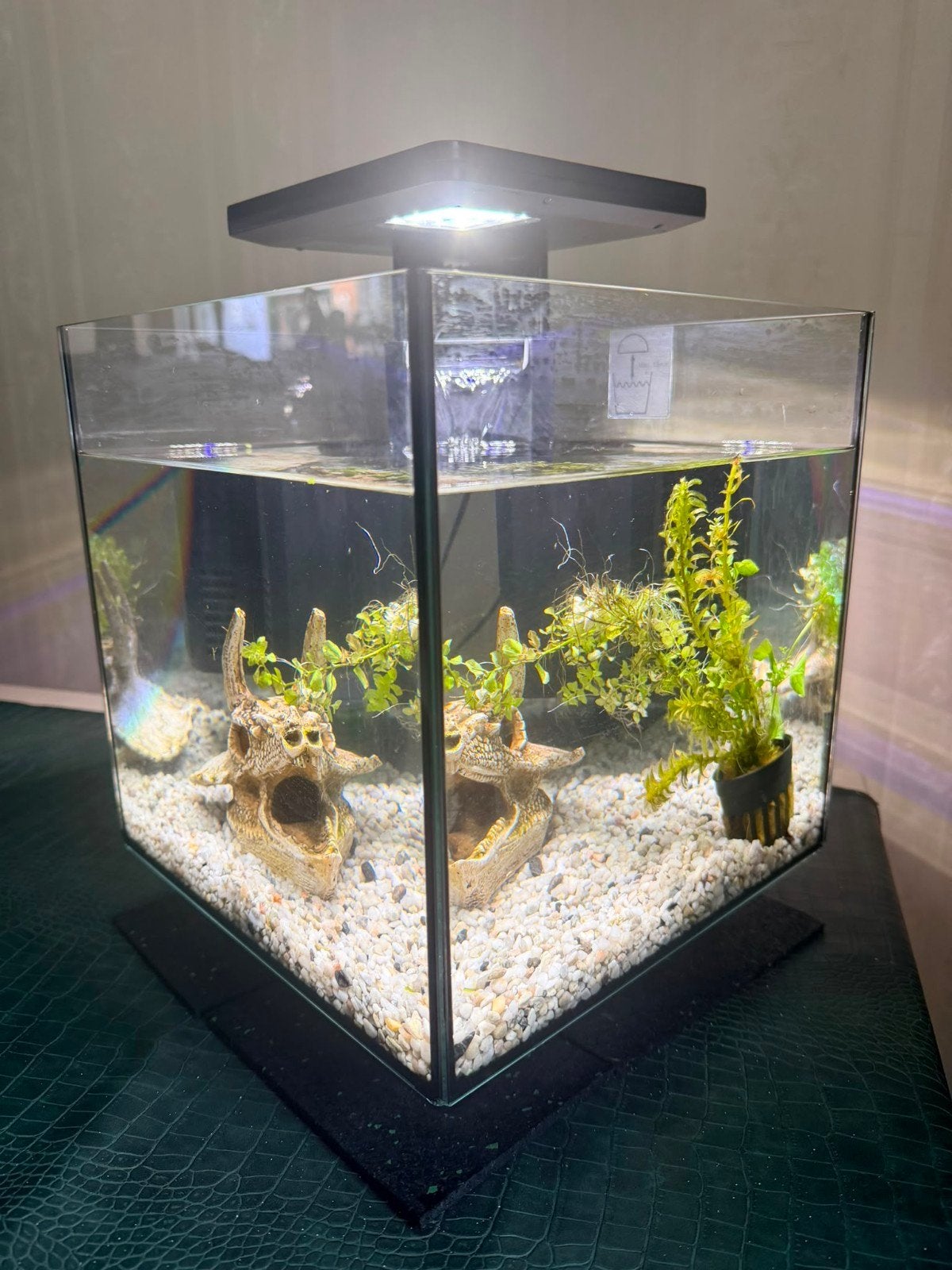 superfish aquarium + 2 gups & 1 algeneter, Dieren en Toebehoren, Ophalen, Inclusief deksel, Gevuld zoetwateraquarium, Superfish