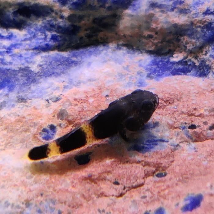 Brachygobius doriae, Dieren en Toebehoren, Vis