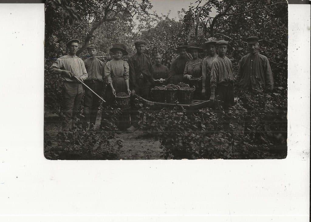 Westland Onbekend Druivenoogst in manden op een draagbaar, Ophalen of Verzenden, Voor 1920, Ongelopen, Zuid-Holland