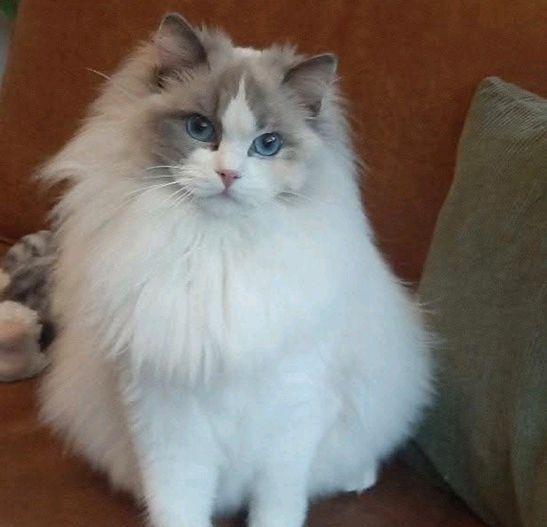 Prachtige ragdoll beauty met stamboom, Poes, Met stamboom, 3 tot 5 jaar