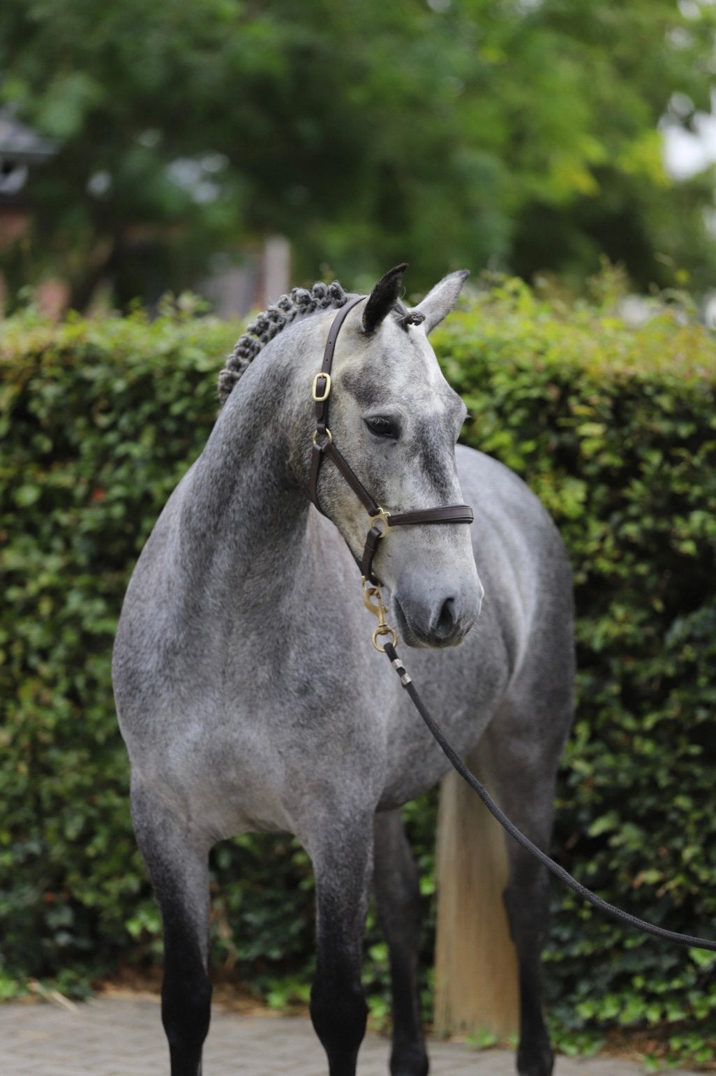 Opvallend mooie 4jarige Connemara ruin, Dieren en Toebehoren, Pony's, Met stamboom, Ruin, Springpony, 3 tot 6 jaar