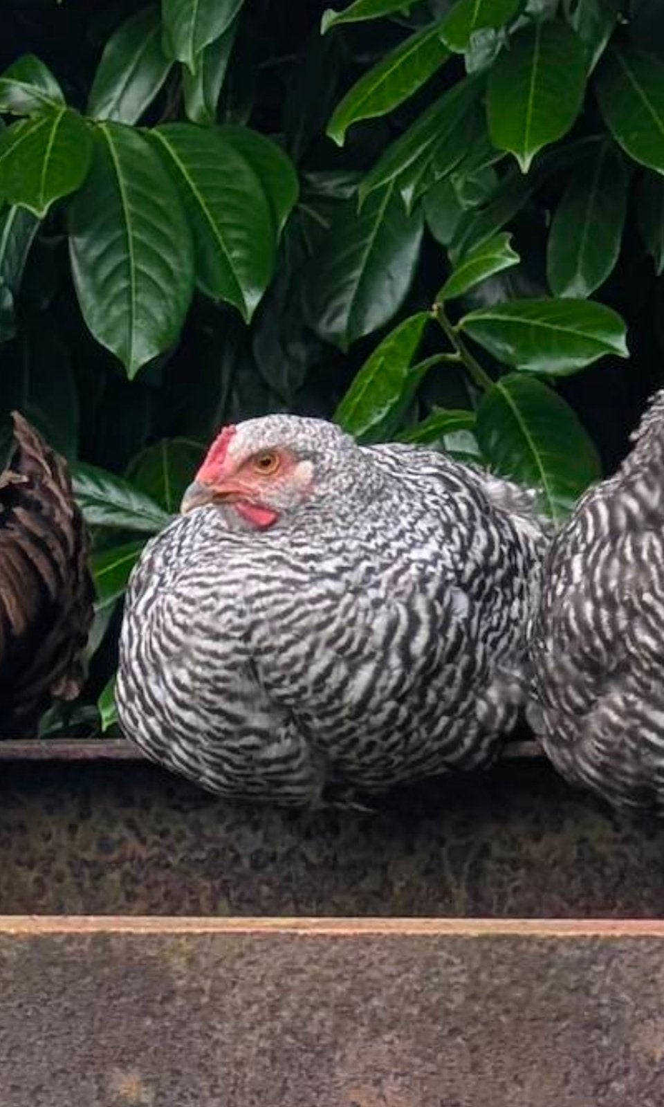Jonge en gezonde haan (brahma mix), Dieren en Toebehoren, Mannelijk, Kip