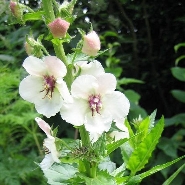 Zaden Verbascum blattaria, Tuin en Terras, Ophalen of Verzenden, Volle zon