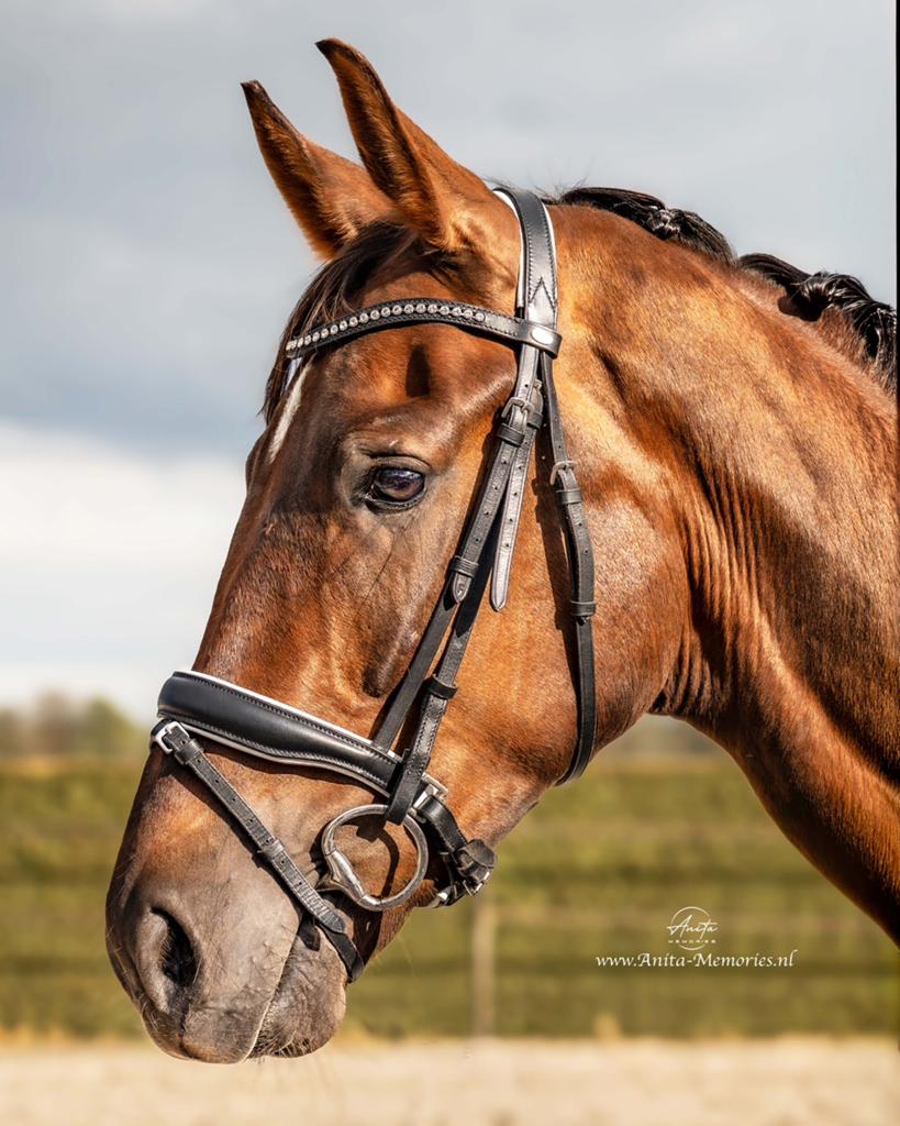 Talentvolle 4‑jarige ruin te koop – Formidable x Don Primero, Dieren en Toebehoren, Paarden