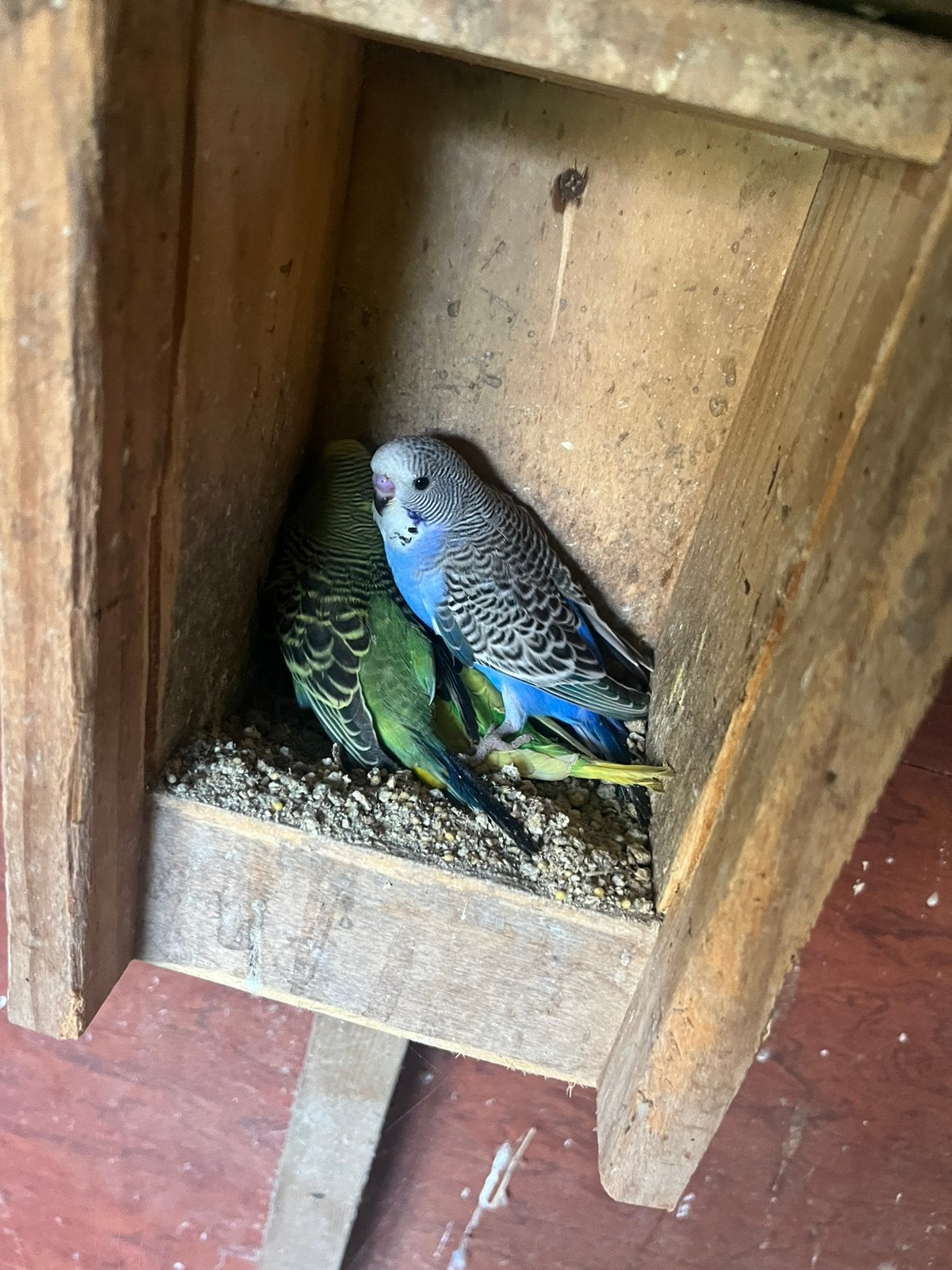 Mooie jonge grasparkieten te koop, Meerdere dieren, Parkiet