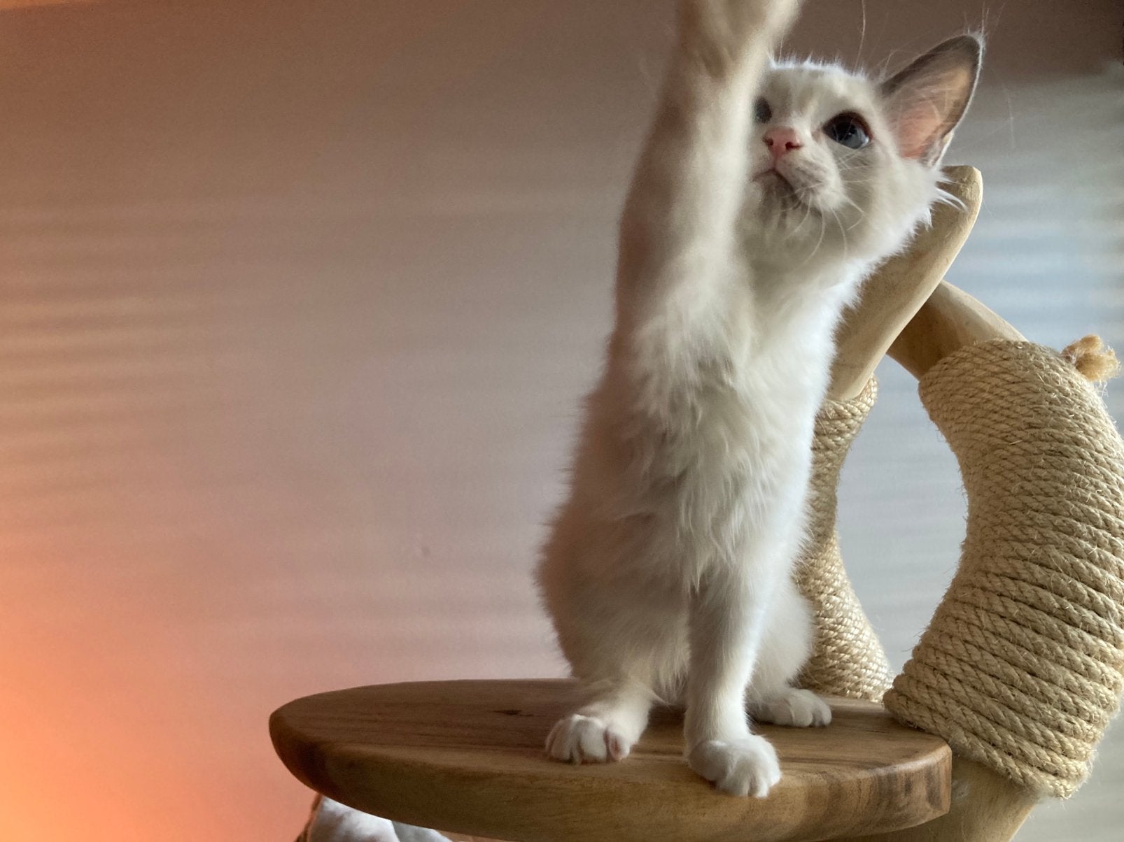 blue tortie ragdoll  poesje, Dieren en Toebehoren, Poes, Gechipt, 0 tot 2 jaar