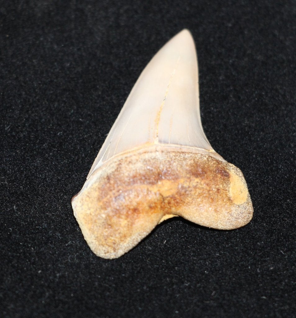 Isurus Planis, Ophalen of Verzenden, Fossiel