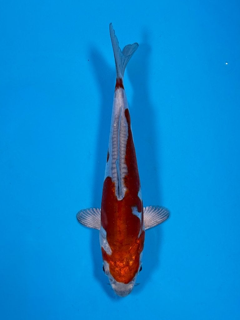 Kase VHQ Tateshita Mix | 15–18 cm | Doitsu Metallic Ochiba, Karper of Koi