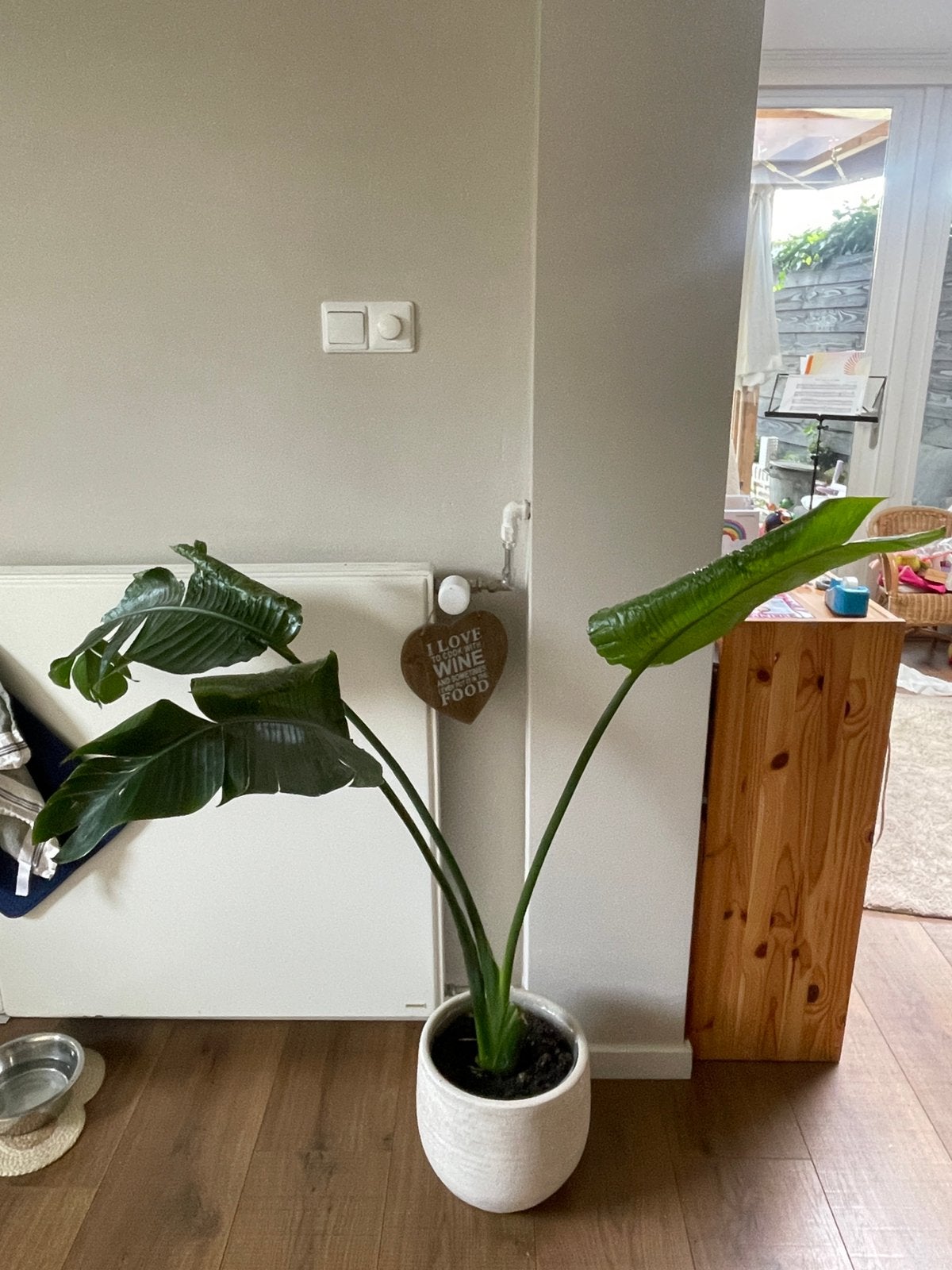 Kamerplant, strelitzia nicolai, Ophalen, Halfschaduw