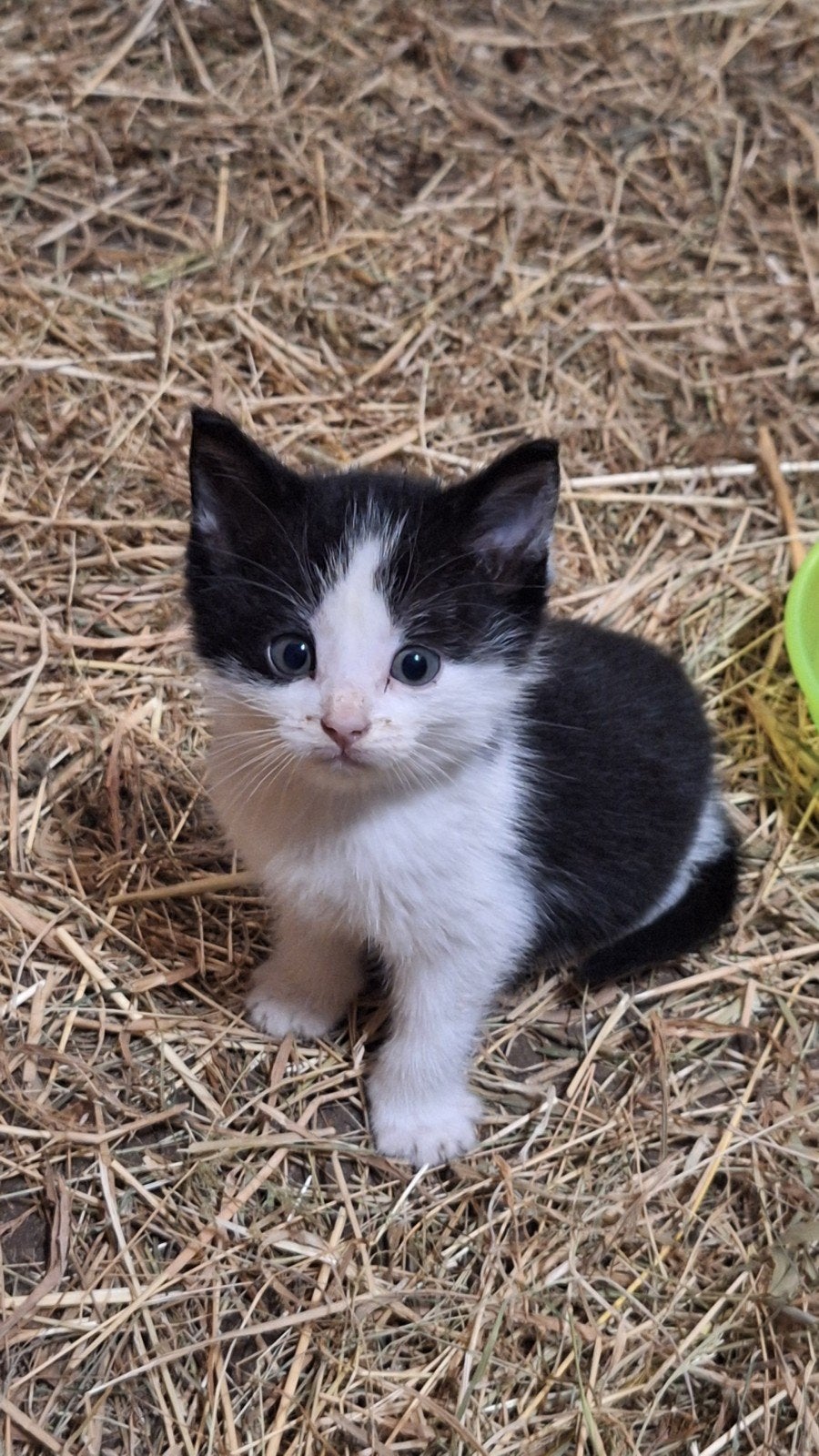 kittens 8 weken. 2 katertjes eten zelf brokjes en melk  mel, Kater