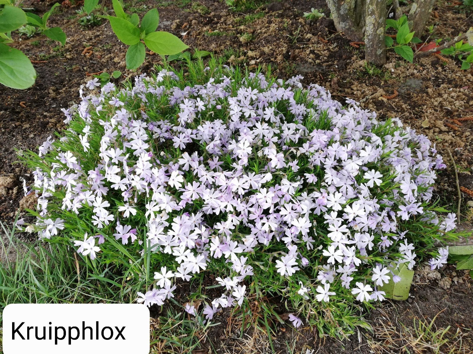 Kruiptijm Tijm, kruipphlox Phlox, muurpeper,geranium phaeum, Ophalen, Vaste plant