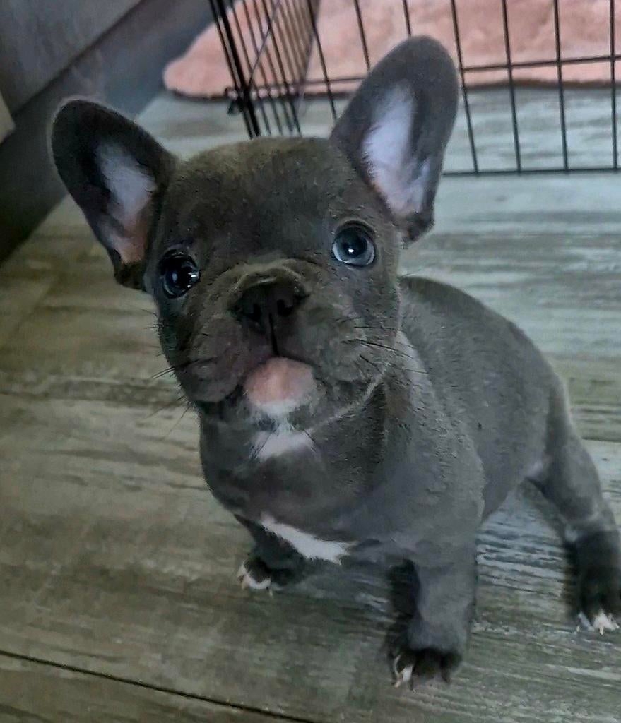 Franse bulldog puppys, Dieren en Toebehoren, Honden | Bulldogs, Pinschers en Molossers, 8 tot 15 weken, Bulldog, Meerdere dieren