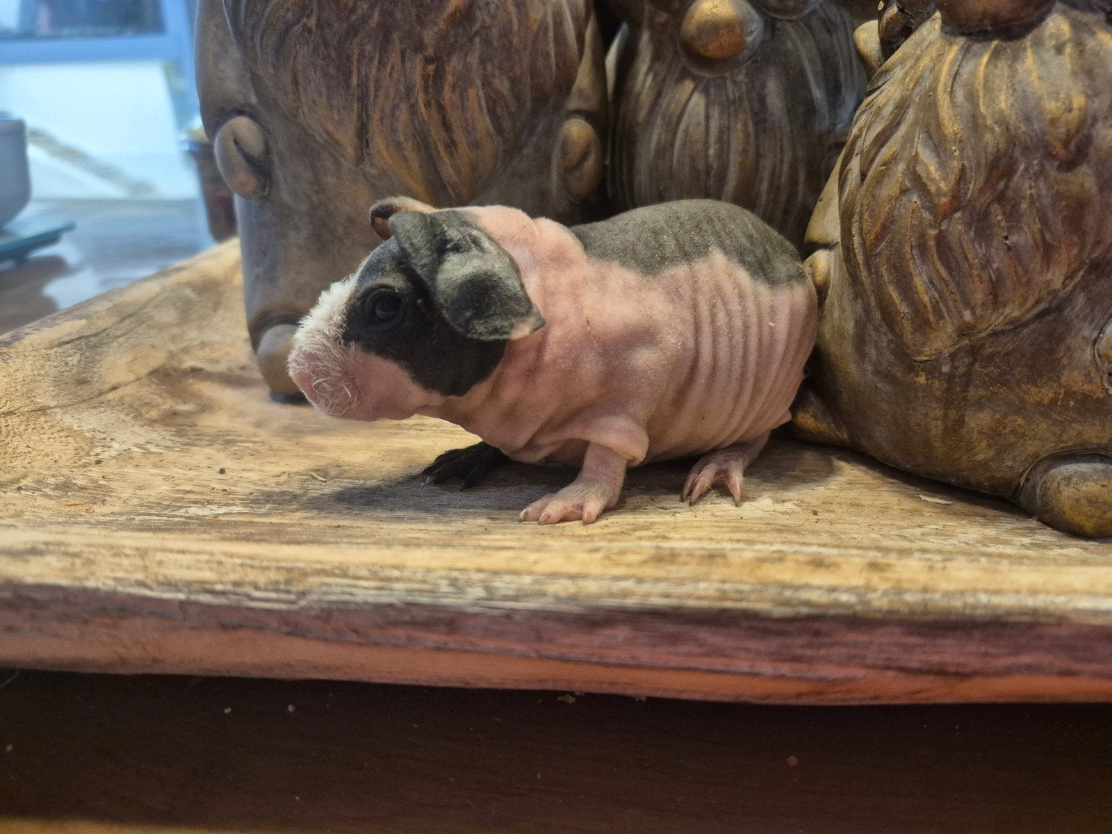 Skinny cavia zeugje, Mei, Vrouwelijk
