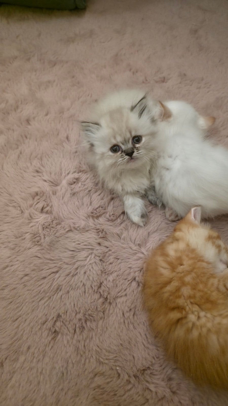katten en kittens, Dieren en Toebehoren