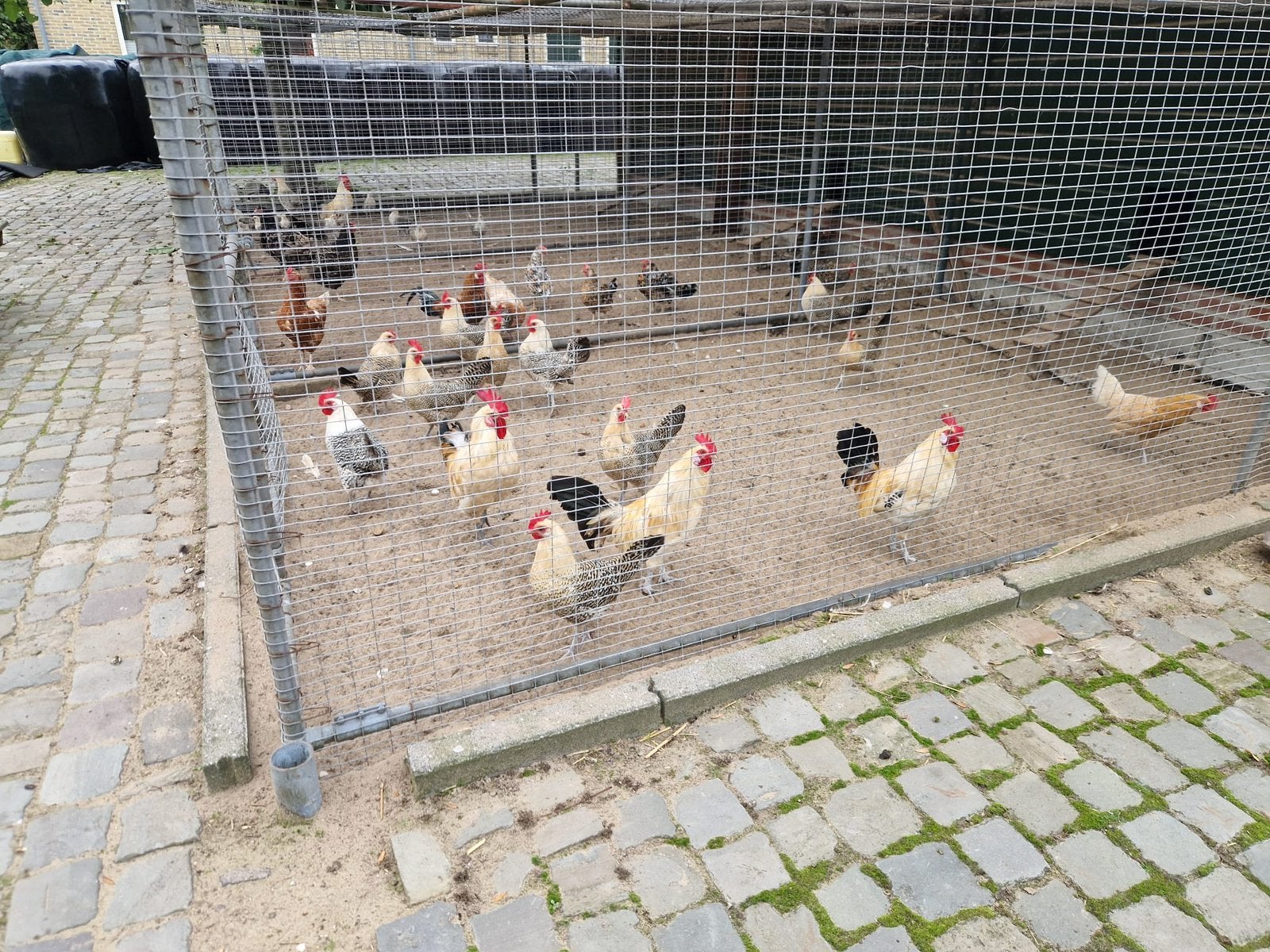 Mooie Friese citroenpel, Meerdere dieren