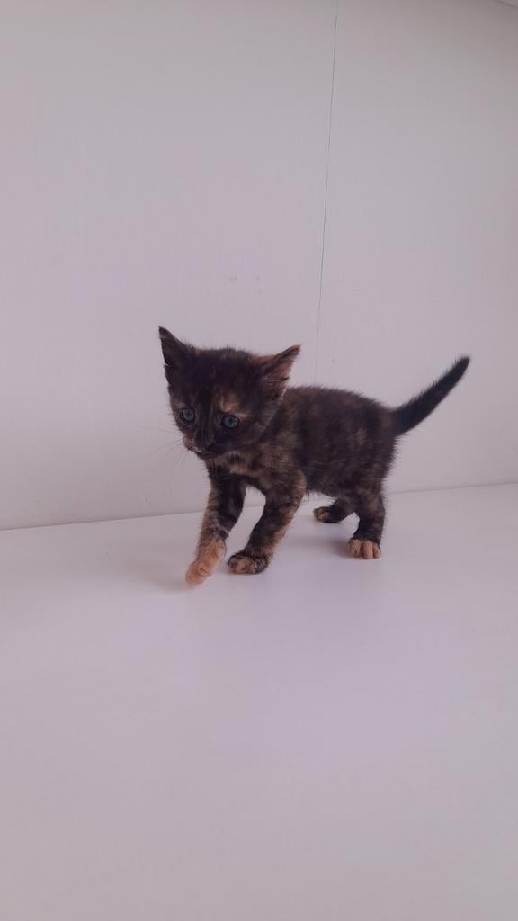 Te koop: 2 mooie, gezonde kittens, Dieren en Toebehoren, Meerdere dieren, Kortharig, 0 tot 2 jaar