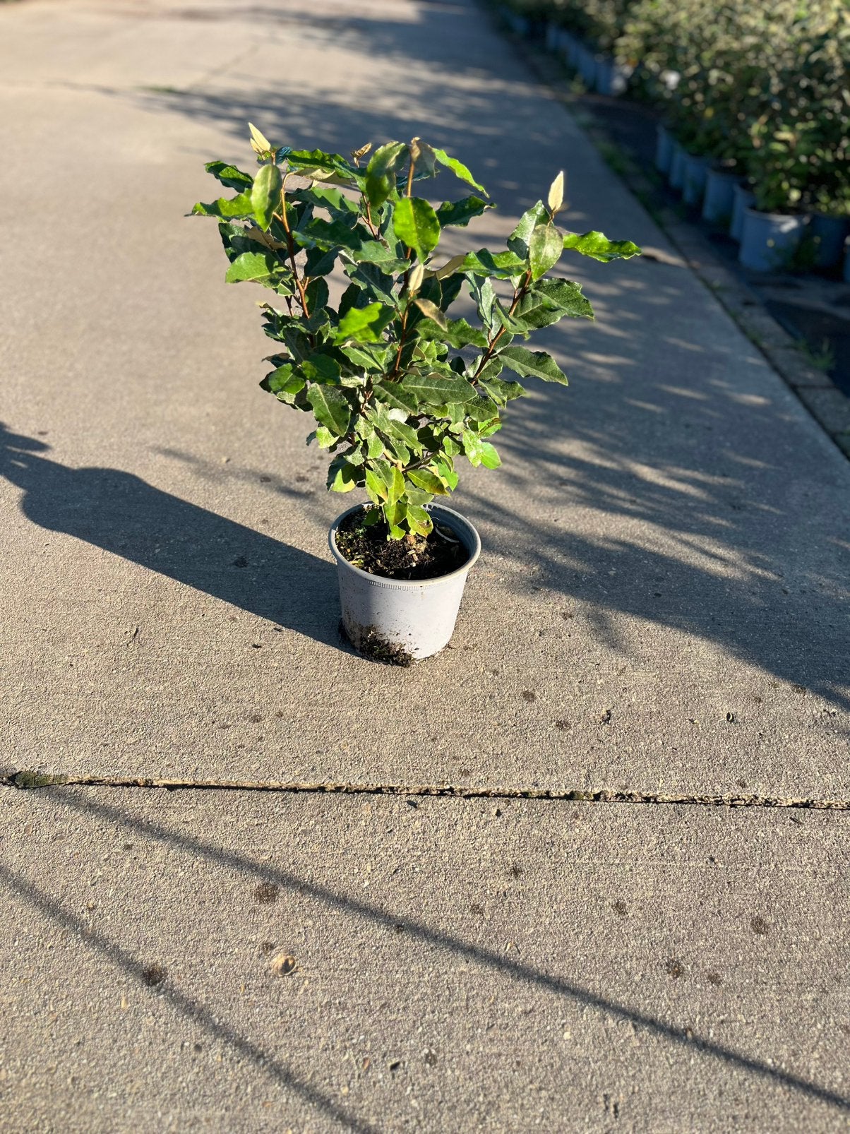 Foto 5 van Elaeagnus Ebbingei - Compacta - Olijfwilg -