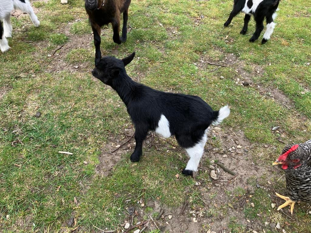 Lakenvelder en bonte dwergbokjes, Dieren en Toebehoren, Schapen, Geiten en Varkens, Meerdere dieren, Geit, 0 tot 2 jaar