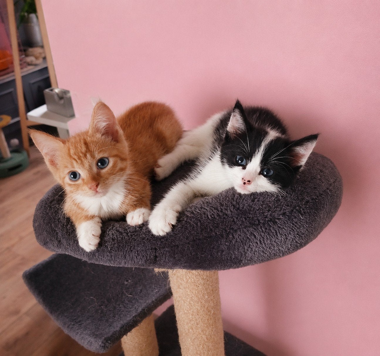 Rood poesje en zwart wit fluffy katertje x Britse korthaar, Meerdere dieren, Langharig, 0 tot 2 jaar