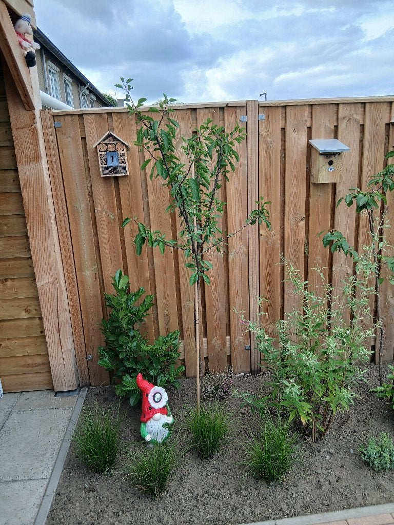 Pruimen boom, Ophalen, 100 tot 250 cm, Pruimenboom, Lente