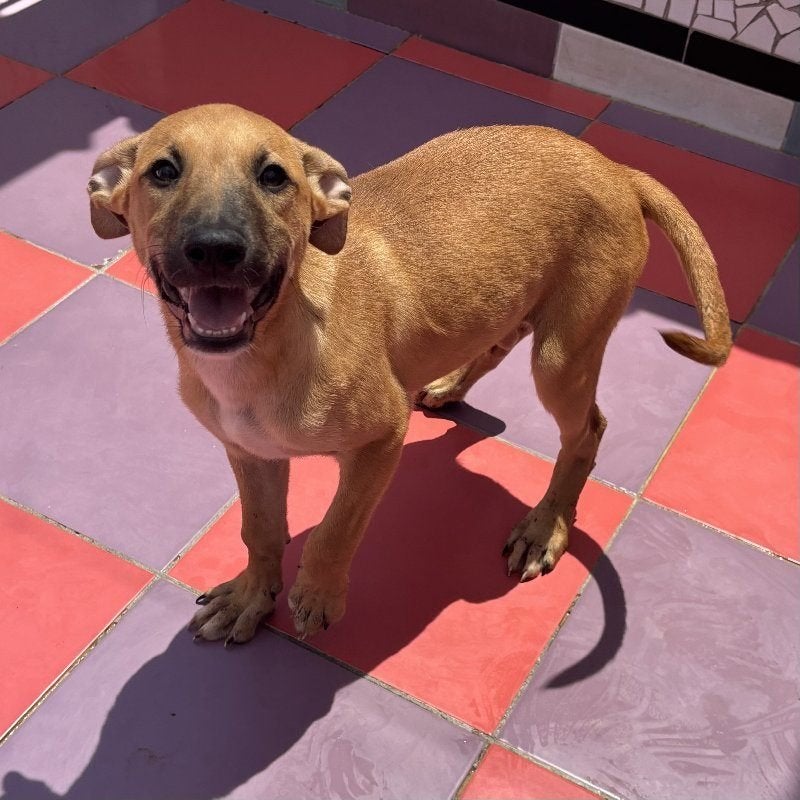 ACE: Blossom zal snel nieuwe zaken aanleren!, Dieren en Toebehoren, Particulier, 8 tot 15 weken, Buitenland, Teef