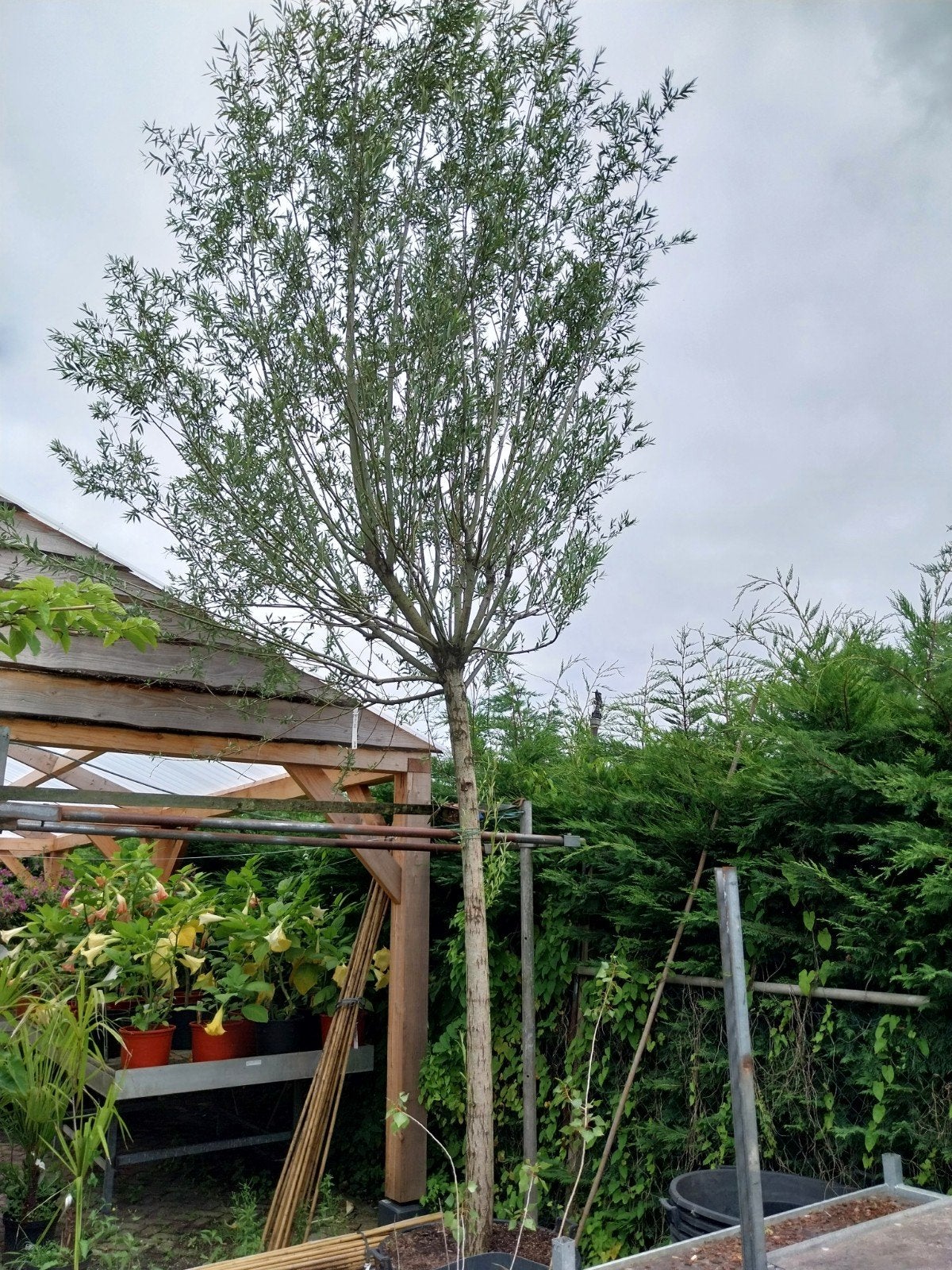 Dikke Knotwilg (Salix Alba) - Prachtige boom voor uw tuin, Tuin en Terras, Planten | Bomen, Ophalen, Volle zon, Overige soorten