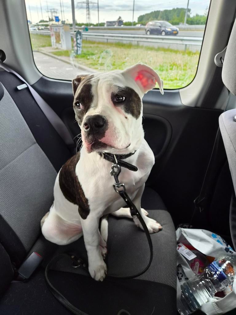 Amerikaanse bulldog pup 5 maand oud teefje, Dieren en Toebehoren, Honden | Bulldogs, Pinschers en Molossers, 15 weken tot 1 jaar