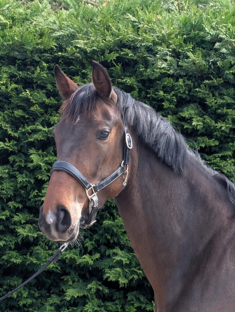 Lieve 4 jarige merrie te koop!!, Dieren en Toebehoren, Paarden, Merrie, Zadelmak, Dressuurpaard, 3 tot 6 jaar