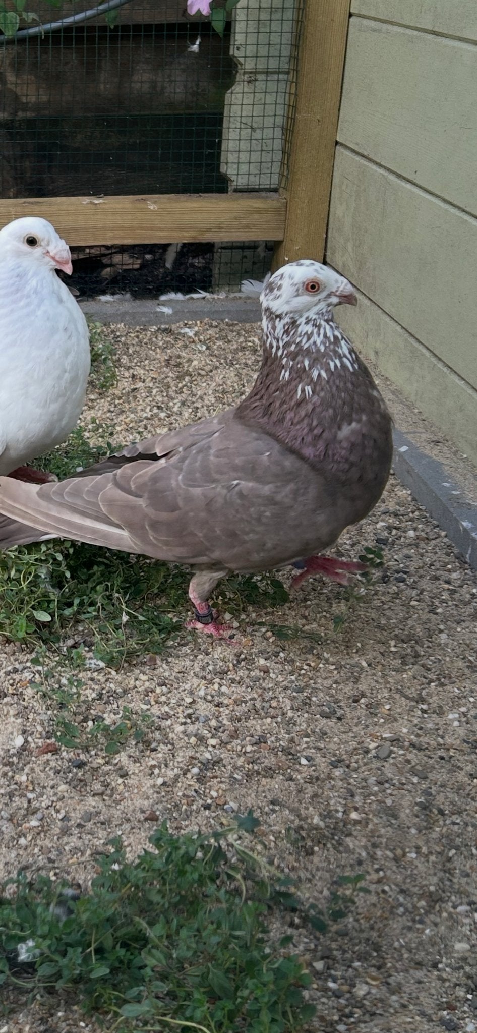 Koppel Valenciano kroppers, Dieren en Toebehoren, Vogels | Duiven, Meerdere dieren, Overige soorten