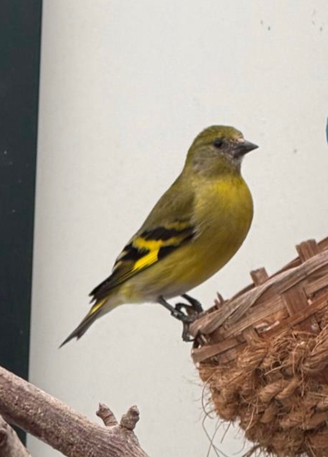 Zwartkopsijs pop, Dieren en Toebehoren, Vogels | Overige Vogels, Vrouwelijk