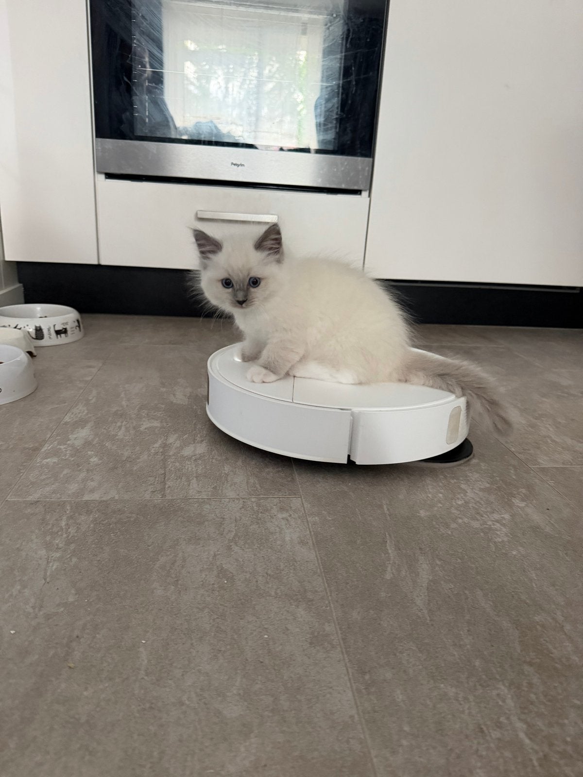 Foto 12 van Mooie Ragdoll kitten (poesje)