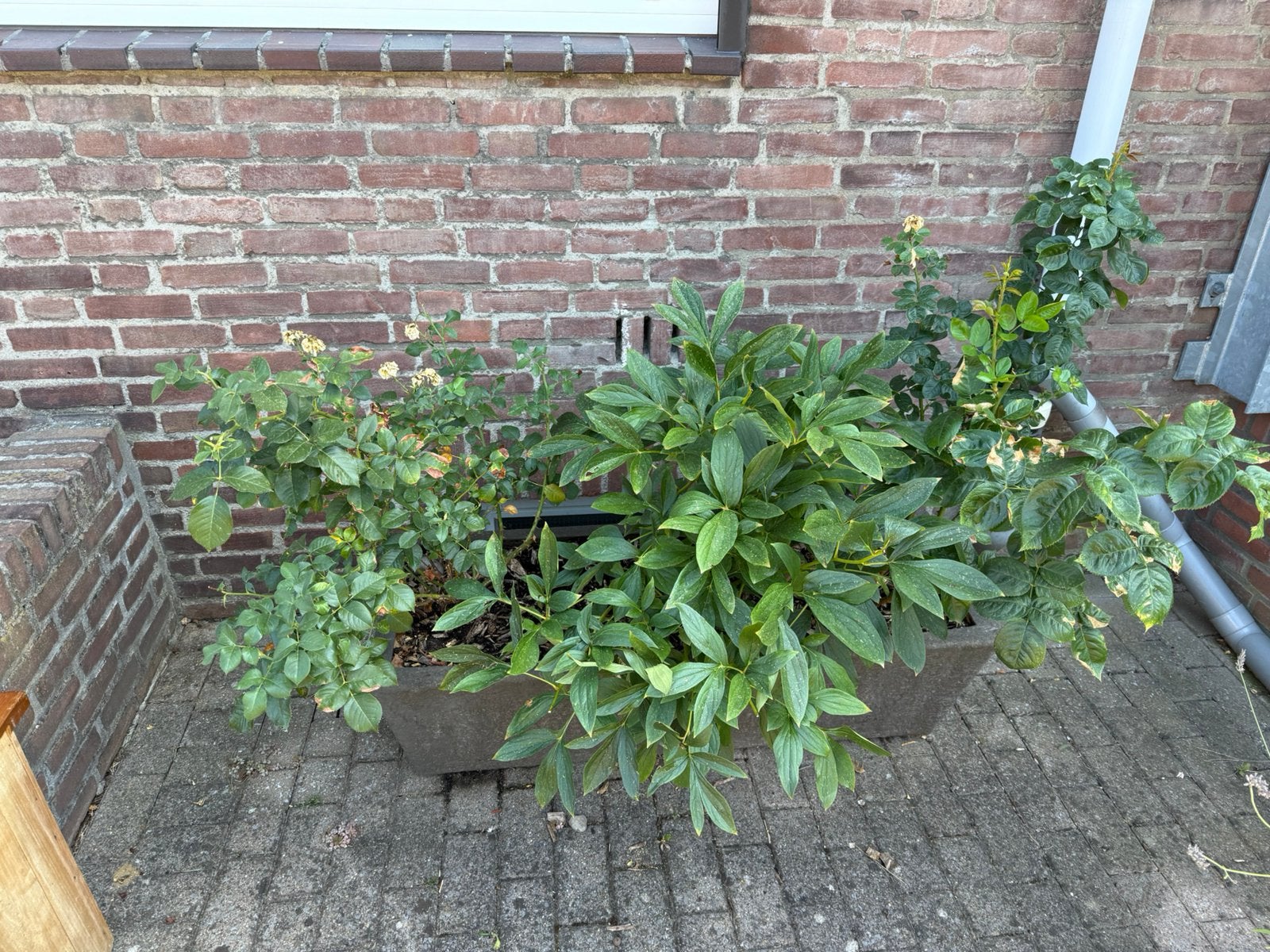 Gratis, Tuin en Terras, Planten | Tuinplanten, Ophalen, Overige soorten, Volle zon