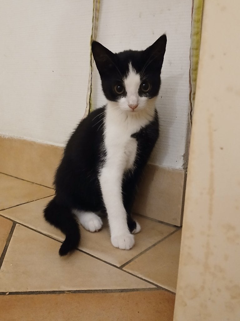 Lieve Kittens, Meerdere dieren, Kortharig, 0 tot 2 jaar