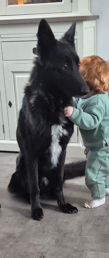 Bordercollie/Duitse herder, Dieren en Toebehoren, Honden | Herdershonden en Veedrijvers, 6 jaar of ouder, Reu, Parvo, Eén hond