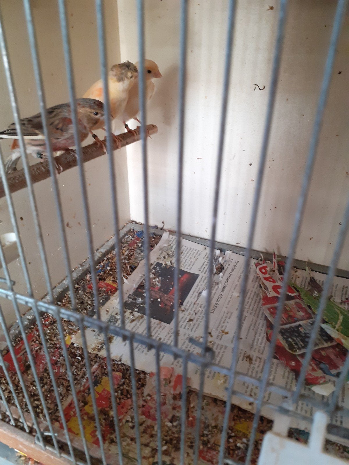 Harlekijnen geringd 2026. Kan onverwant maken, Meerdere dieren, Kleurkanarie