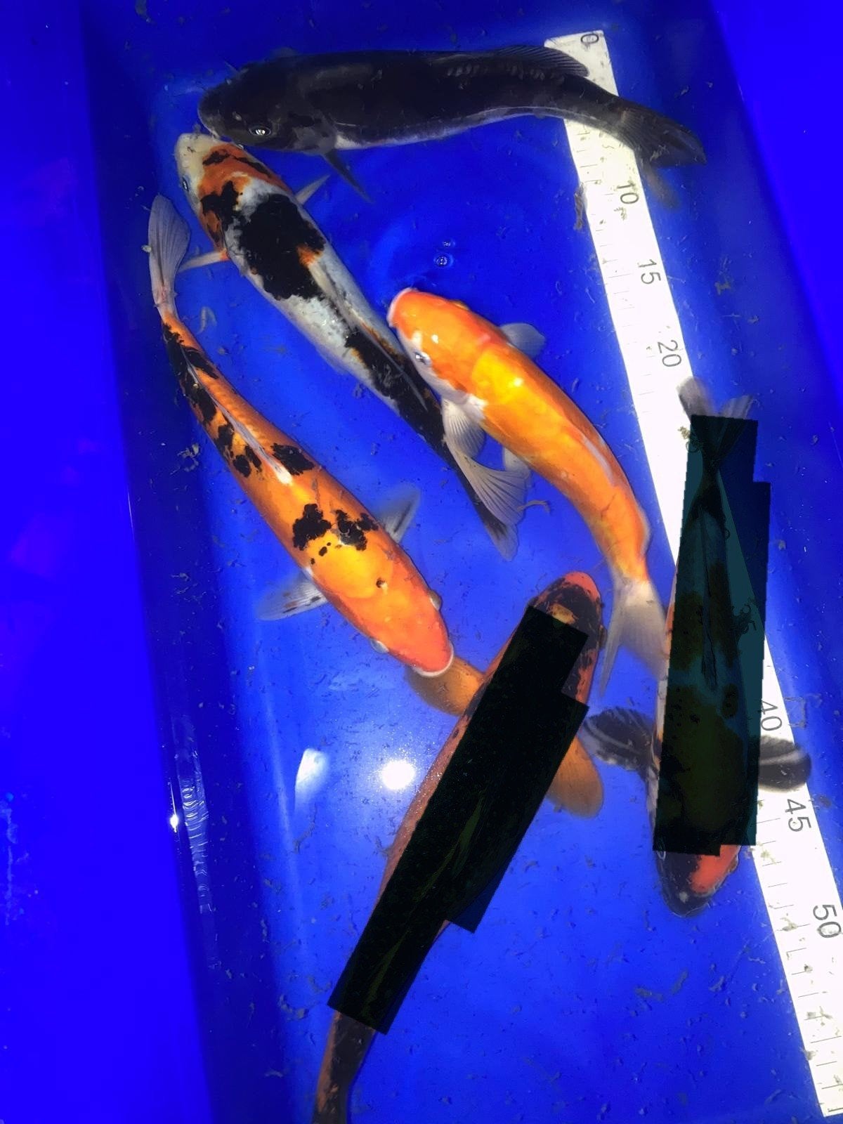 4 - tal Japanse koi (tosai), Dieren en Toebehoren, Karper of Koi