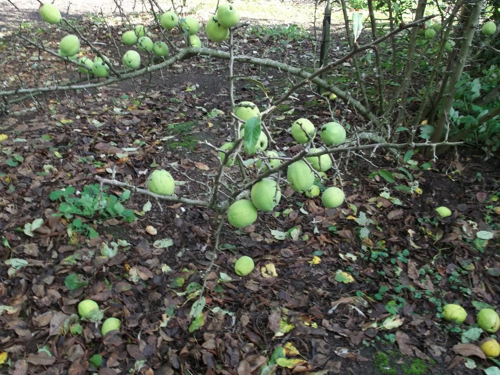 kweeappels te koop., Tuin en Terras, Ophalen