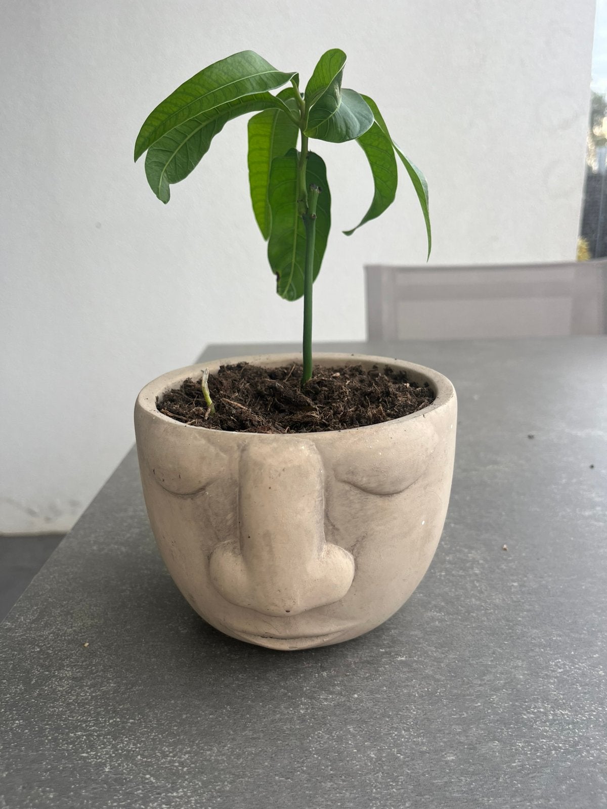 Mango plant eigen kweek inculsief pot, Ophalen, Halfschaduw, Minder dan 100 cm