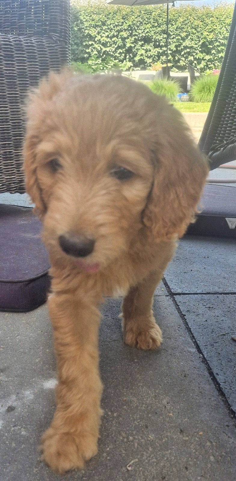 Prachtige labradoodle pups, Dieren en Toebehoren, Parvo, Overige rassen, 8 tot 15 weken, Meerdere