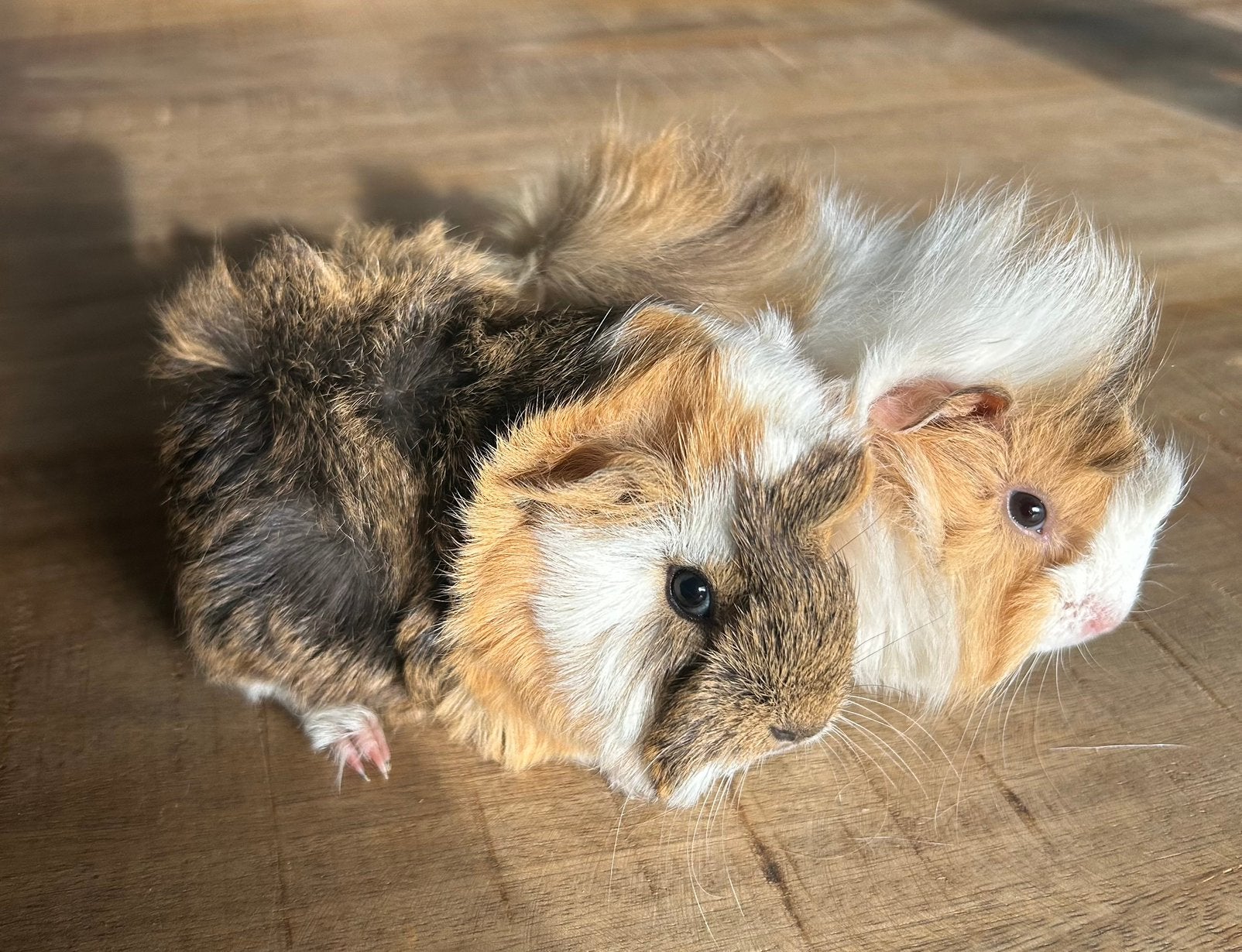 Twee jonge cavia zusjes (peruvian x borstel), Dieren en Toebehoren, Knaagdieren, Vrouwelijk, Cavia, Mei