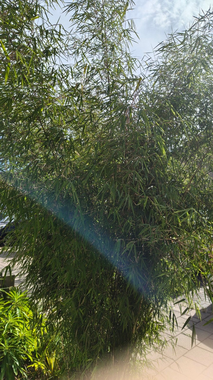 Fargesia  niet woekerende bamboe, Tuin en Terras, Ophalen, Bamboe, 250 cm of meer