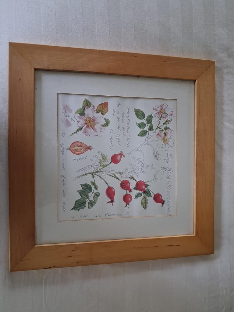 Ingelijste botanische print van rozenbottel, Ophalen of Verzenden, Gebruikt, Minder dan 50 cm, Print