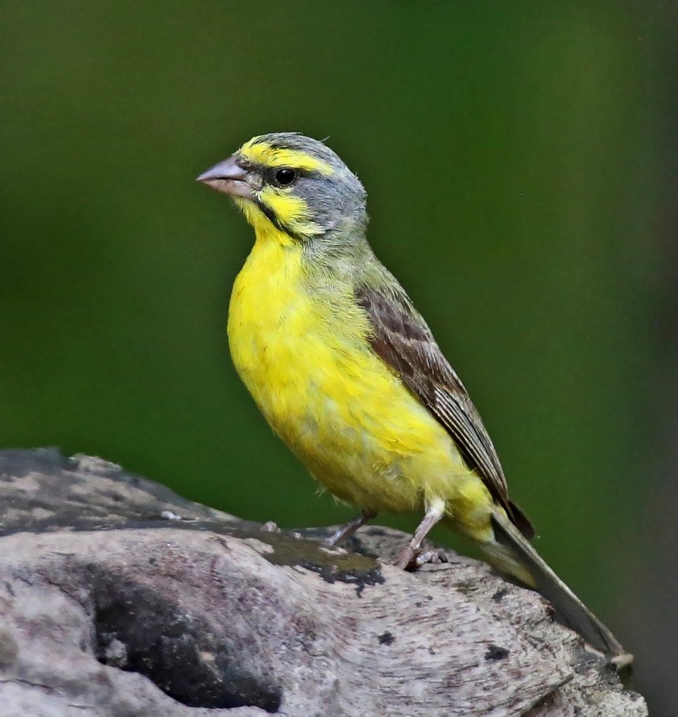 Gevraagd allerlei soorten Tropische vogels, Geslacht onbekend, Tropenvogel