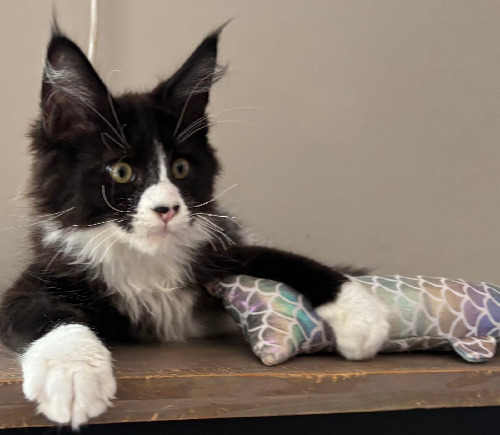 XXL Maine Coon Kittens beschikbaar € 1450 met stamboom, Meerdere dieren