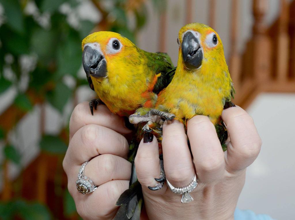 Zonparkieten, rood, oranje, Dieren en Toebehoren, Vogels | Parkieten en Papegaaien, Meerdere dieren, Papegaai, Pratend