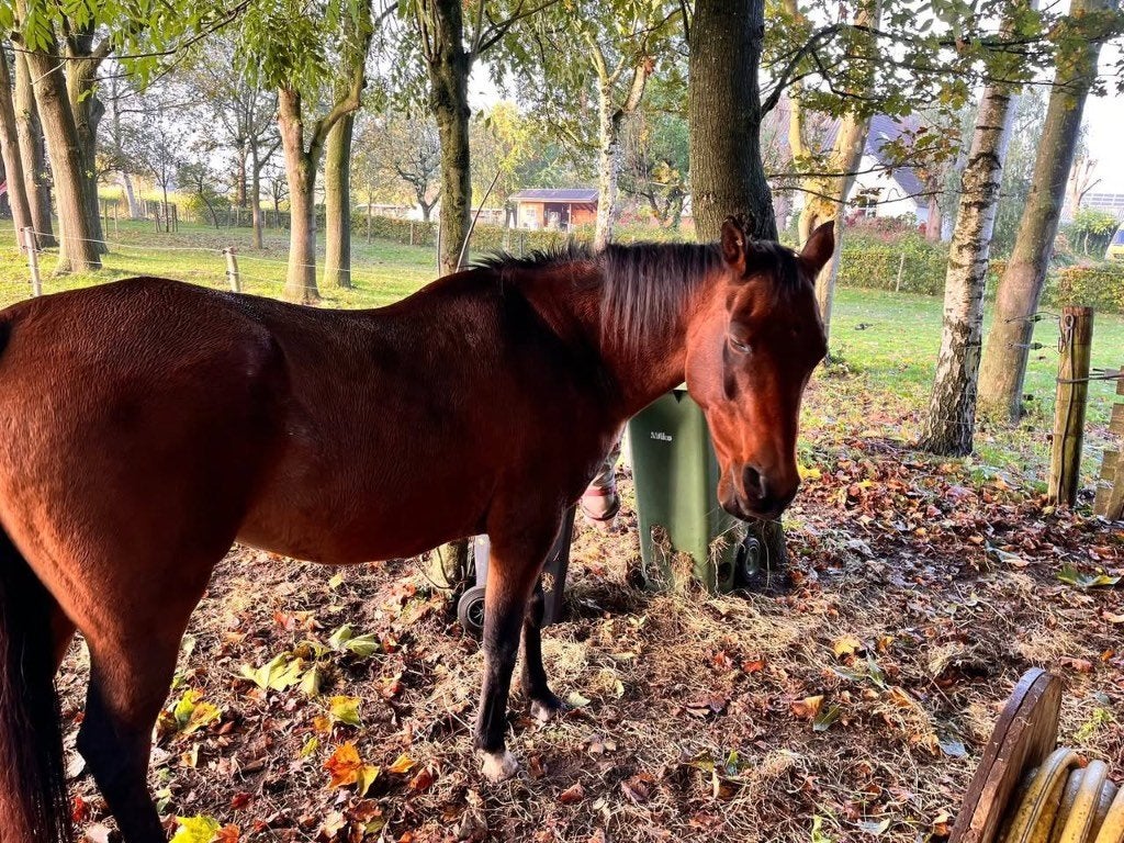 Pony of paarden stalling aangeboden in Escharen, Stalling, 1 paard of pony