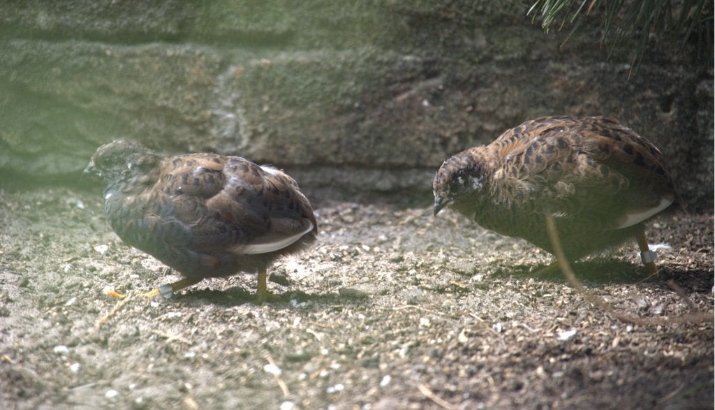 Chinese dwerg kwartels, Meerdere dieren, Overige soorten